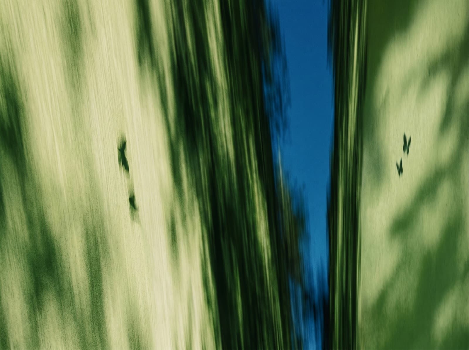 Trees in motion blur against a blue sky