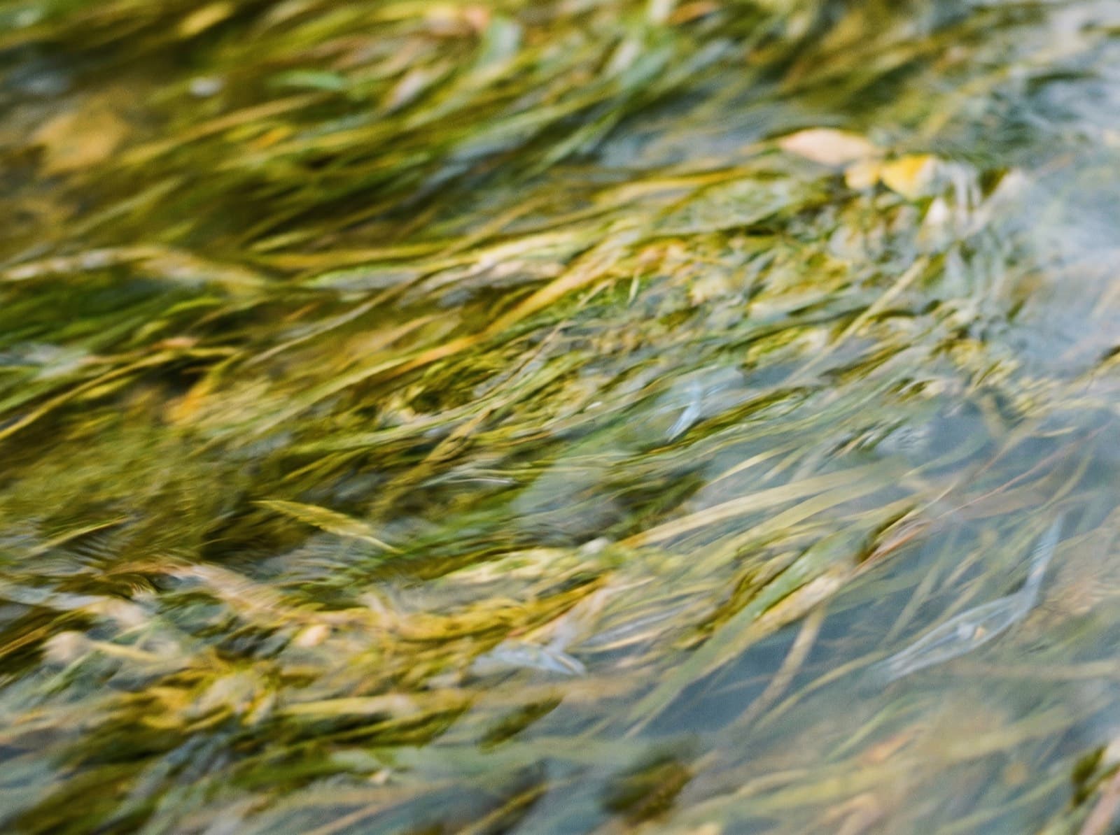 River grass flowing underwater
