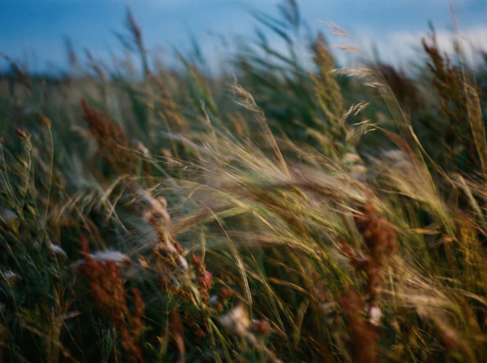 Meadow grass at dusk